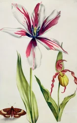 Orchidej, tulipán a motýl, cca 1675 (kvaš na pergamenu)